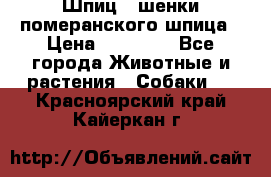 Шпиц - шенки померанского шпица › Цена ­ 20 000 - Все города Животные и растения » Собаки   . Красноярский край,Кайеркан г.